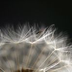 Die Fliege im weißen Wald