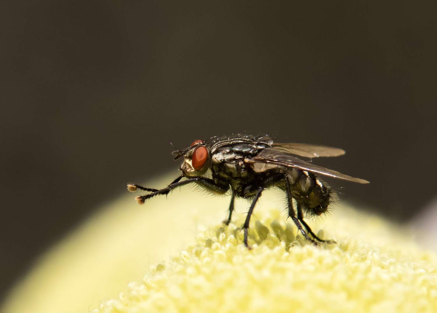 Die Fliege in den Ferien - Sonnengruß am Morgen