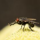 Die Fliege in den Ferien - Sonnengruß am Morgen