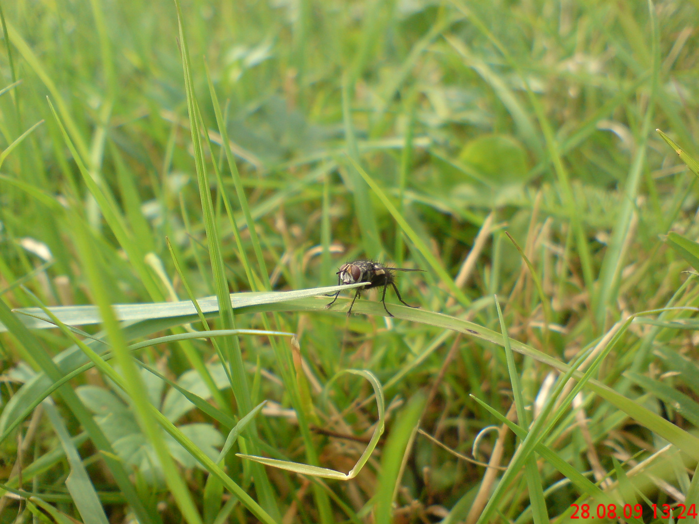 Die Fliege in der Wiese