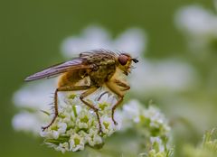 "Die Fliege machen........"