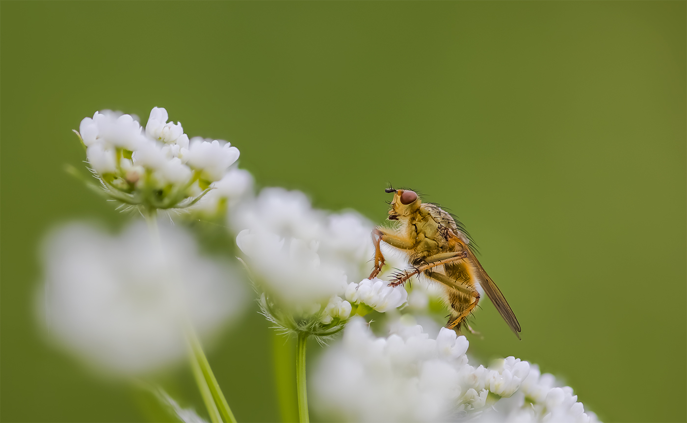 "Die Fliege machen......"