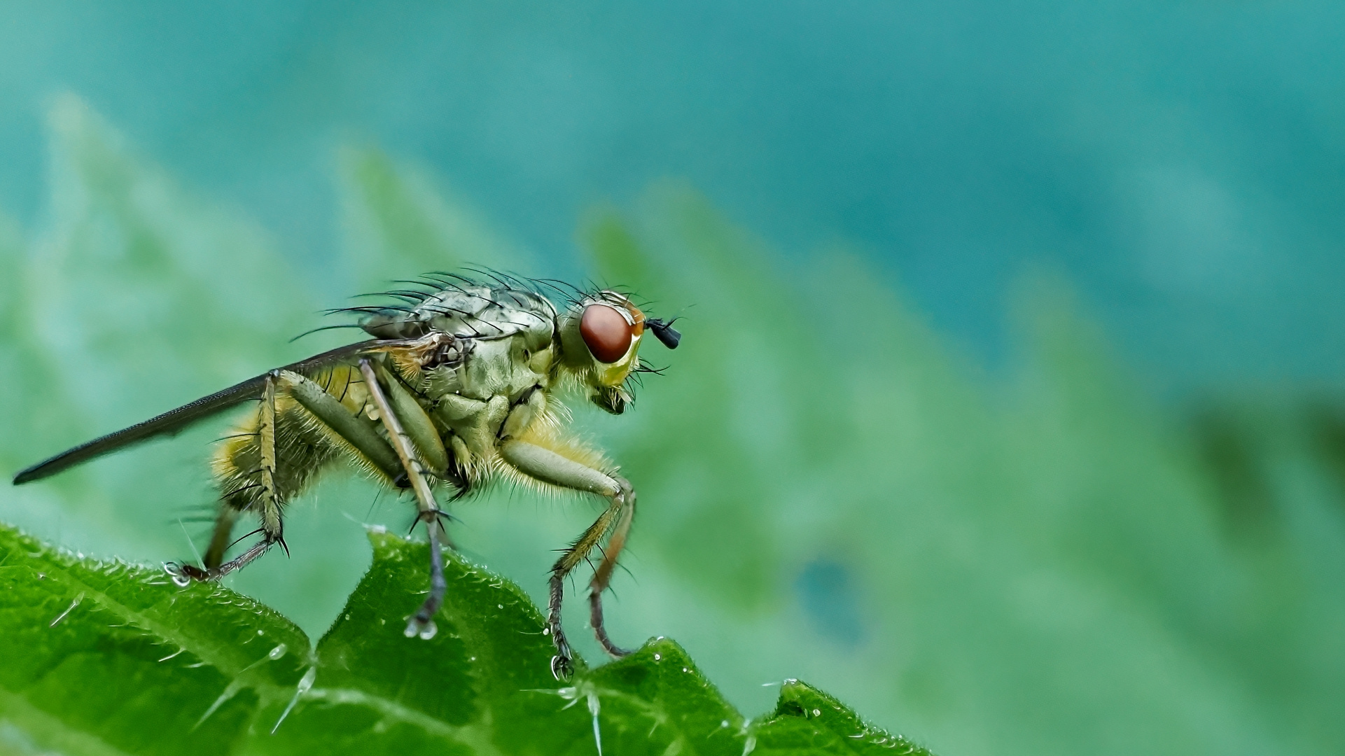 die Fliege macht blau