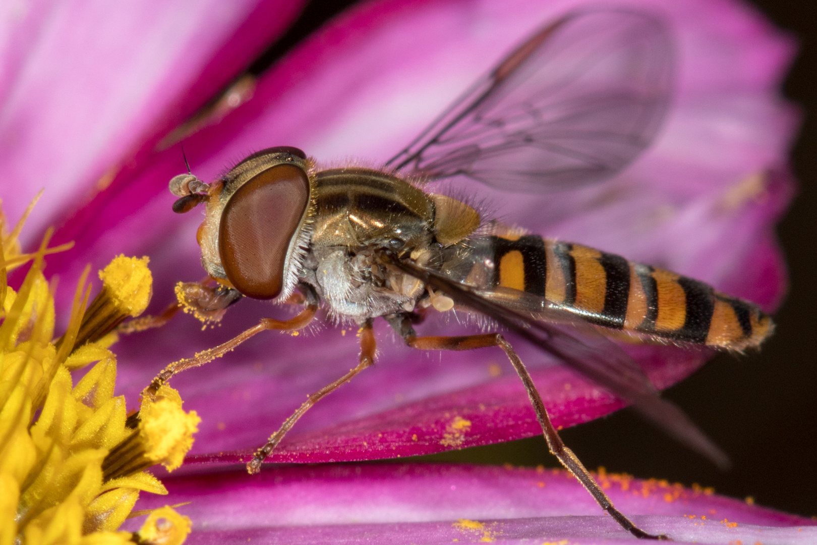 Die Fliege mit dem goldenen Harnisch