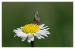 die Fliege steht Kopf.... :-)