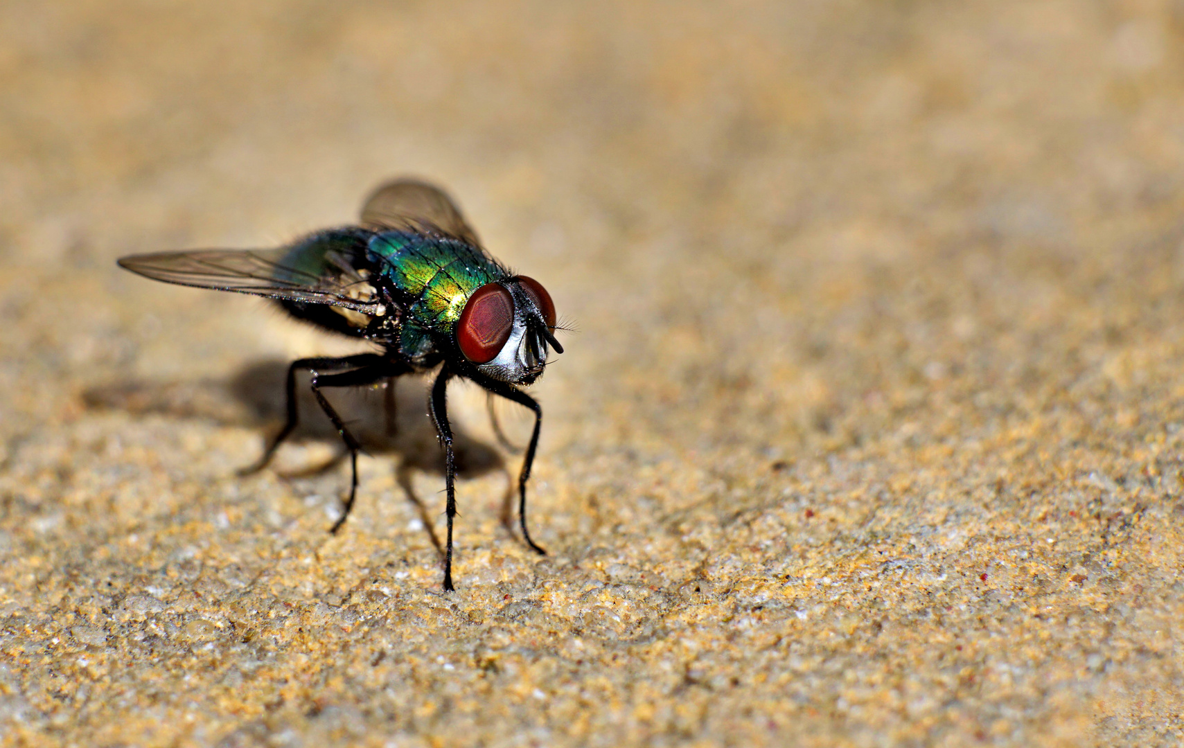 Die Fliege trägt grün