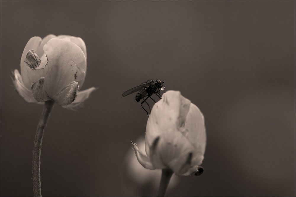 Die Fliege trinkt!