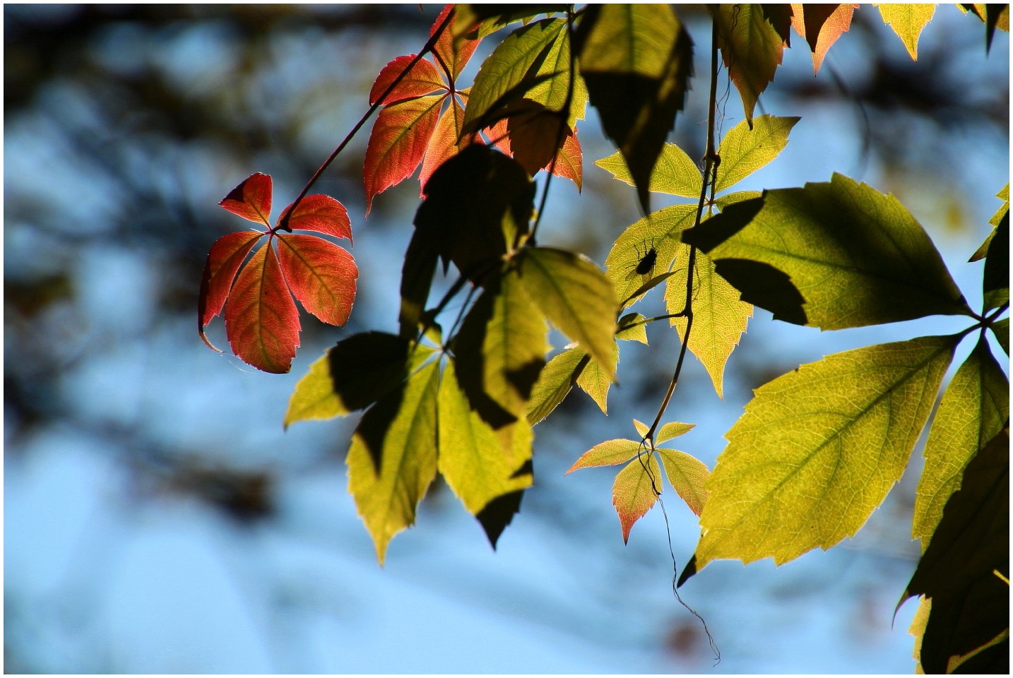 Die Fliege und der Herbst