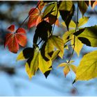 Die Fliege und der Herbst