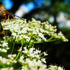 Die Fliege und der Käfer