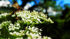 Die Fliege und der Käfer