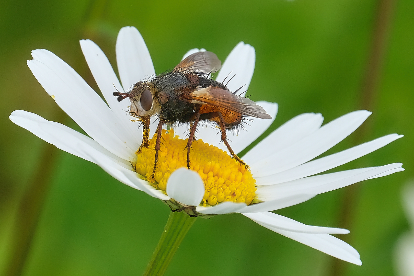 Die Fliege und der Landeplatz auf der Magerite......