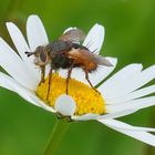 Die Fliege und der Landeplatz auf der Magerite......