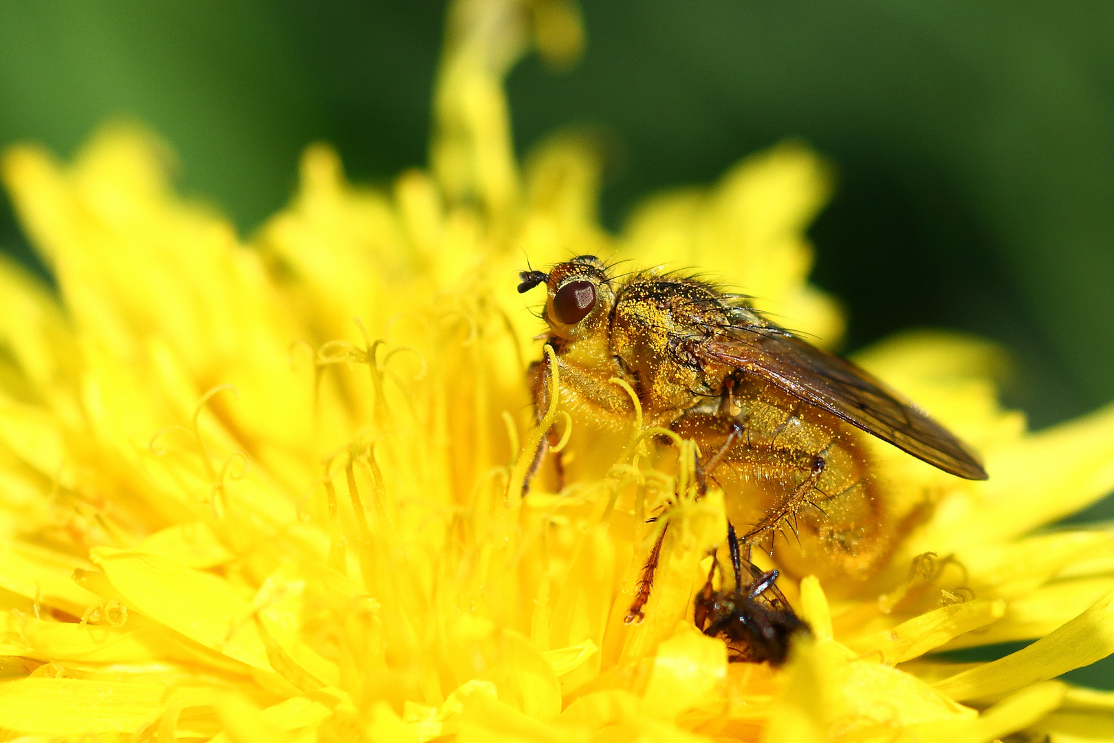 Die Fliege und der Löwenzahn