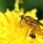 Die Fliege und der Löwenzahn