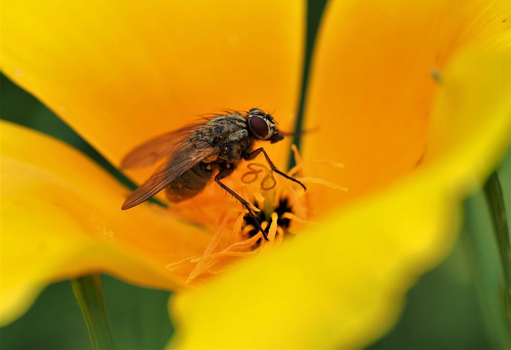 Die Fliege und der Mohn 