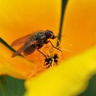 Die Fliege und der Mohn 