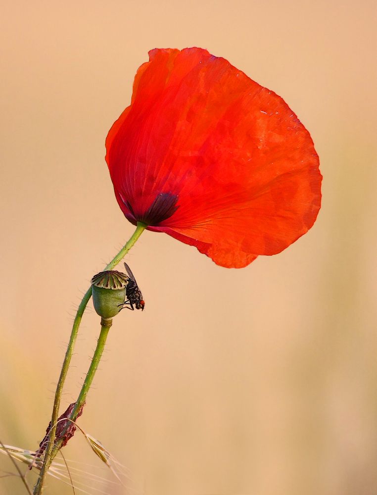 "Die Fliege und der Mohn"