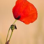 "Die Fliege und der Mohn"