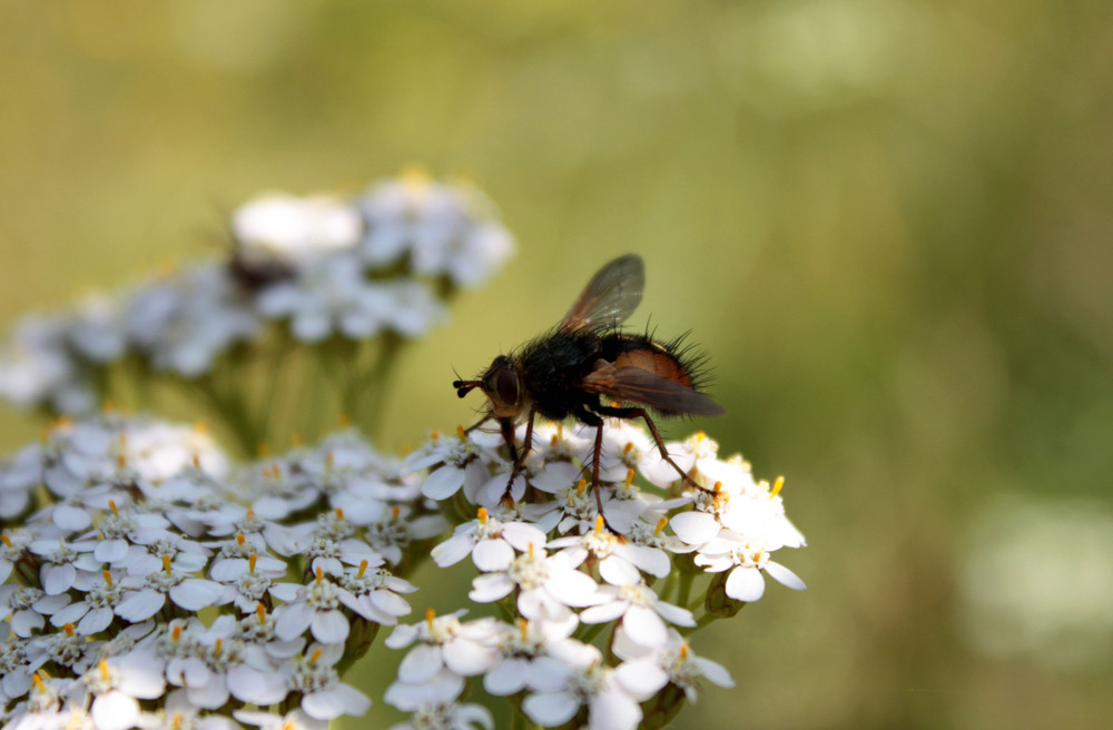 Die Fliege und die Blume