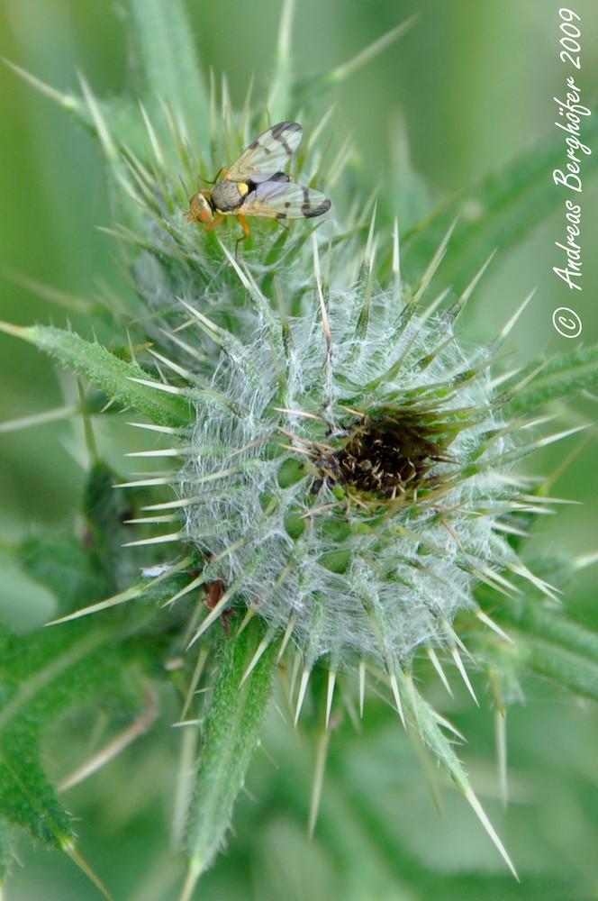 Die Fliege und die Distel