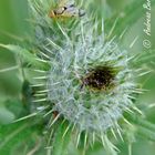 Die Fliege und die Distel