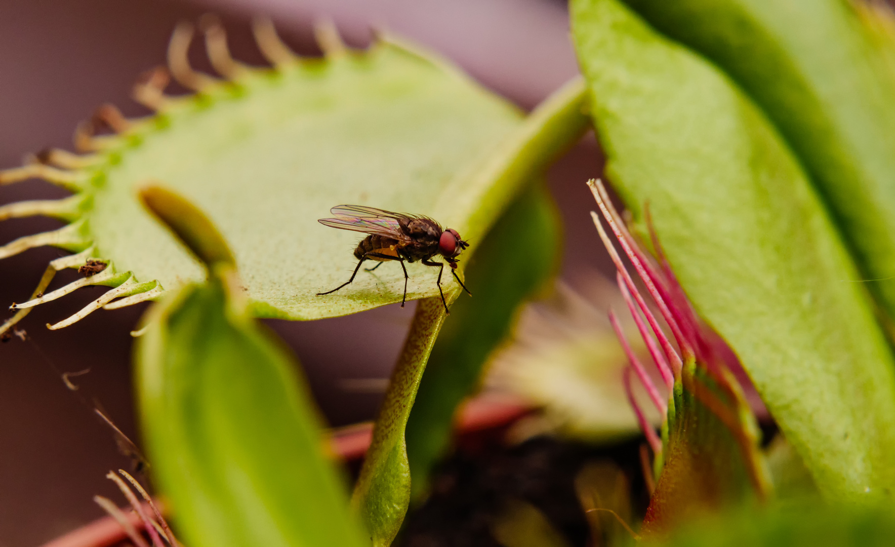 Die Fliege und die Falle