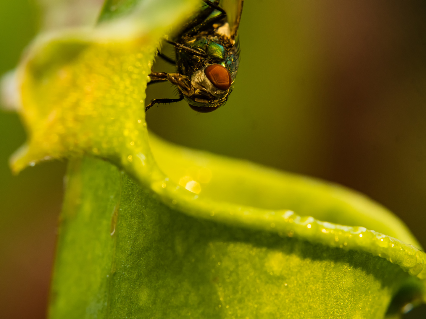 Die Fliege und die Falle