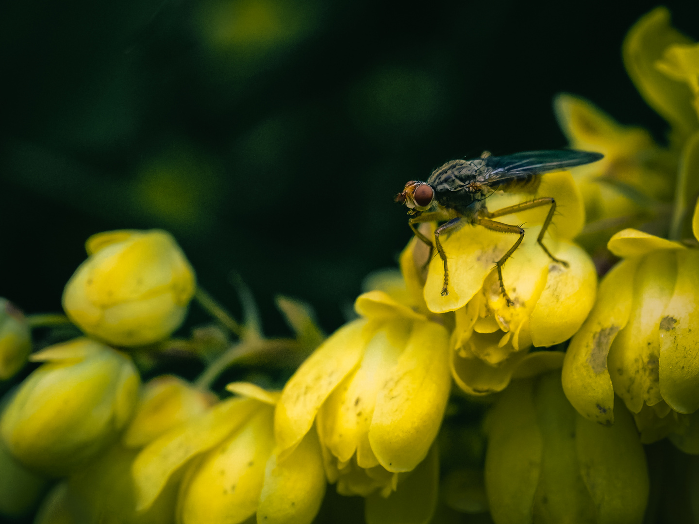 Die Fliege und die welkenden Blüten