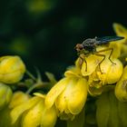 Die Fliege und die welkenden Blüten