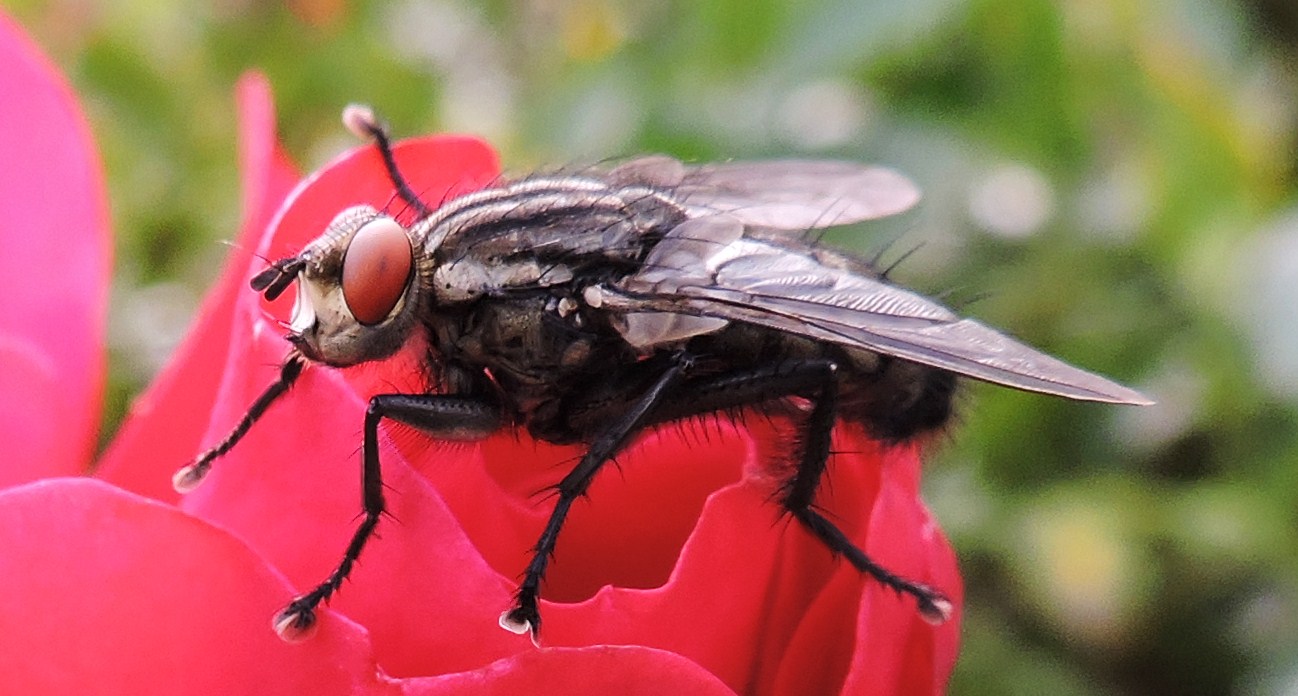 ....die Fliege vom Rosarium.....