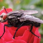 ....die Fliege vom Rosarium.....