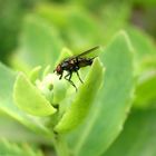 Die Fliege von Balkonien