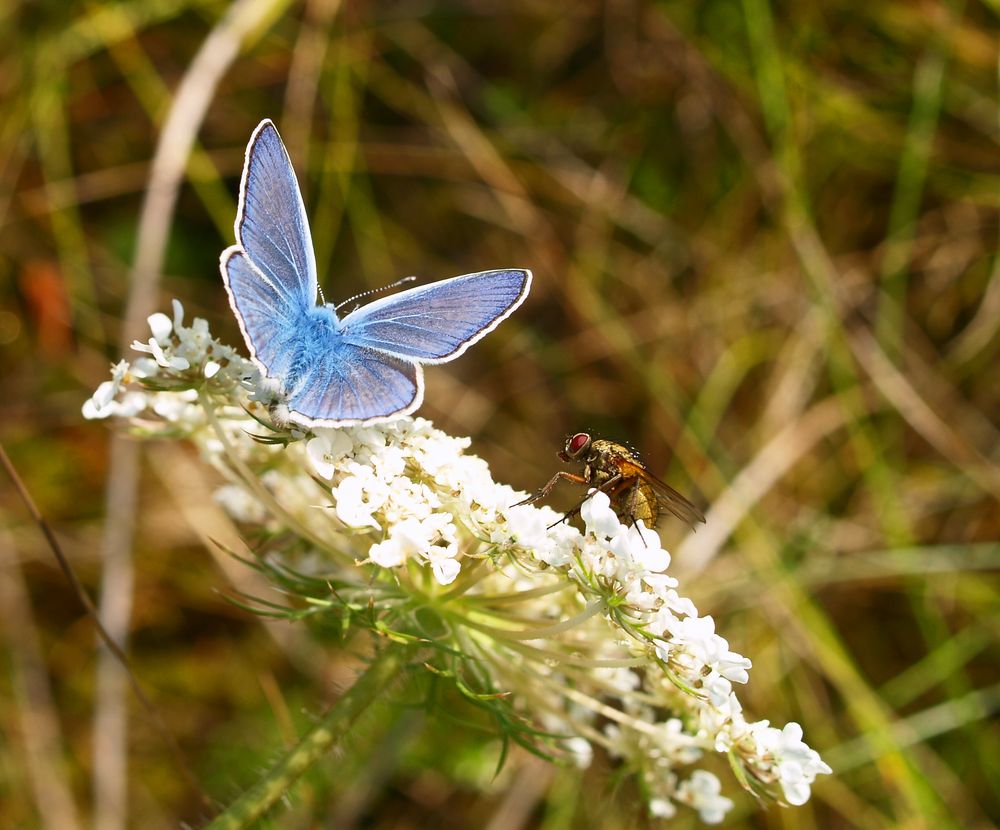 Die Fliege wollte auch mit auf´s Bild