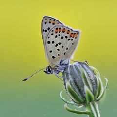 *die Fliege wollte unbedingt mit auf das Bild...*