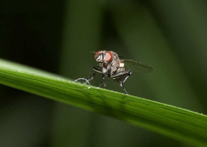 Die Fliege....erstes Macro, bitte Feedback