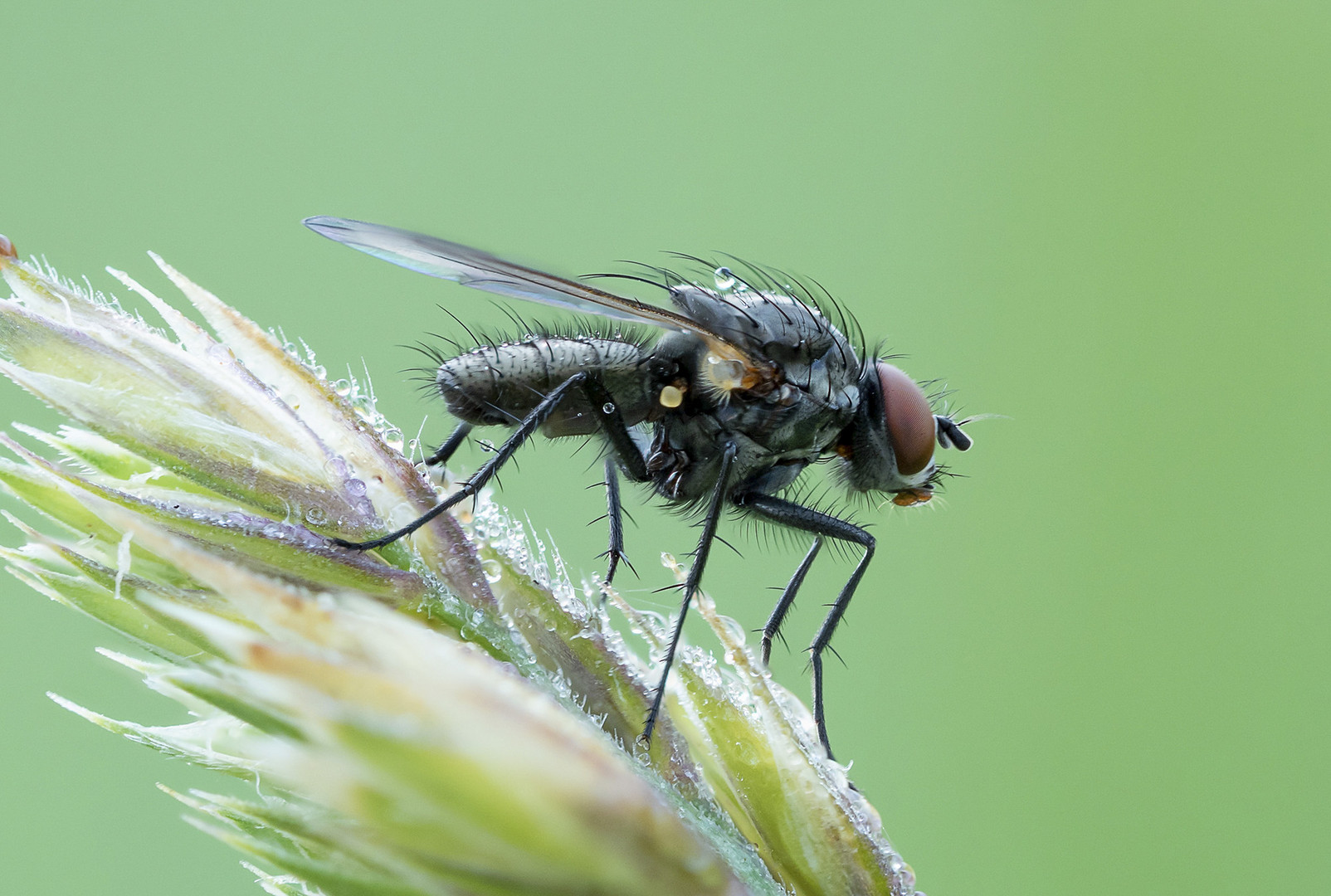 Die Fliegen