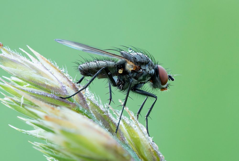 Die Fliegen