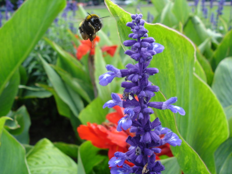 Die fliegende  Hummel auf dem Weg zur Blüte