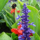 Die fliegende  Hummel auf dem Weg zur Blüte