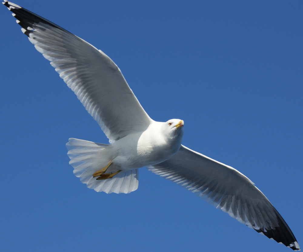 Die fliegende Möwe Foto & Bild | tiere, wildlife, wild lebende vögel