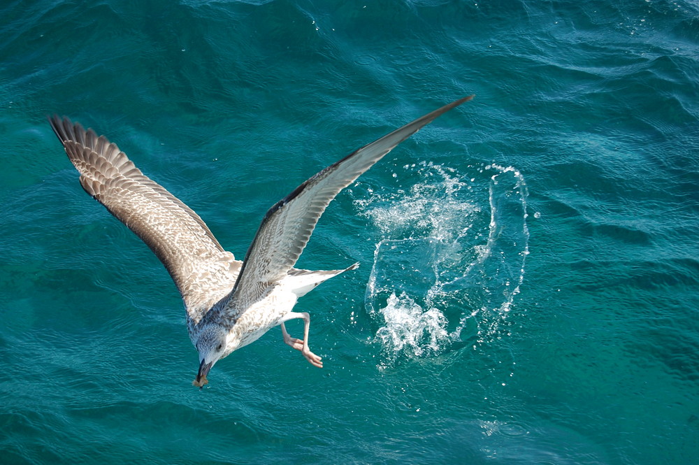 Die fliegende Möwe