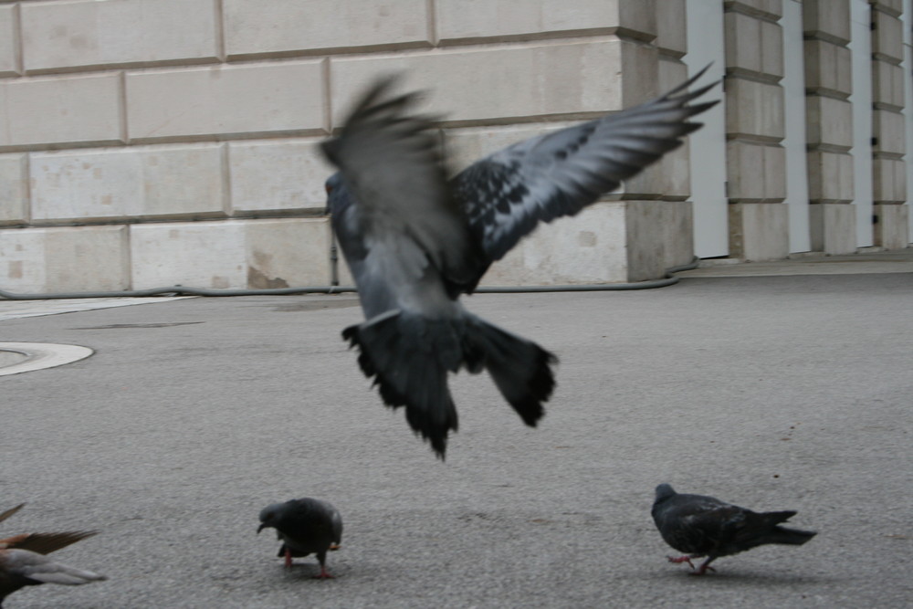 Die fliegende Taube