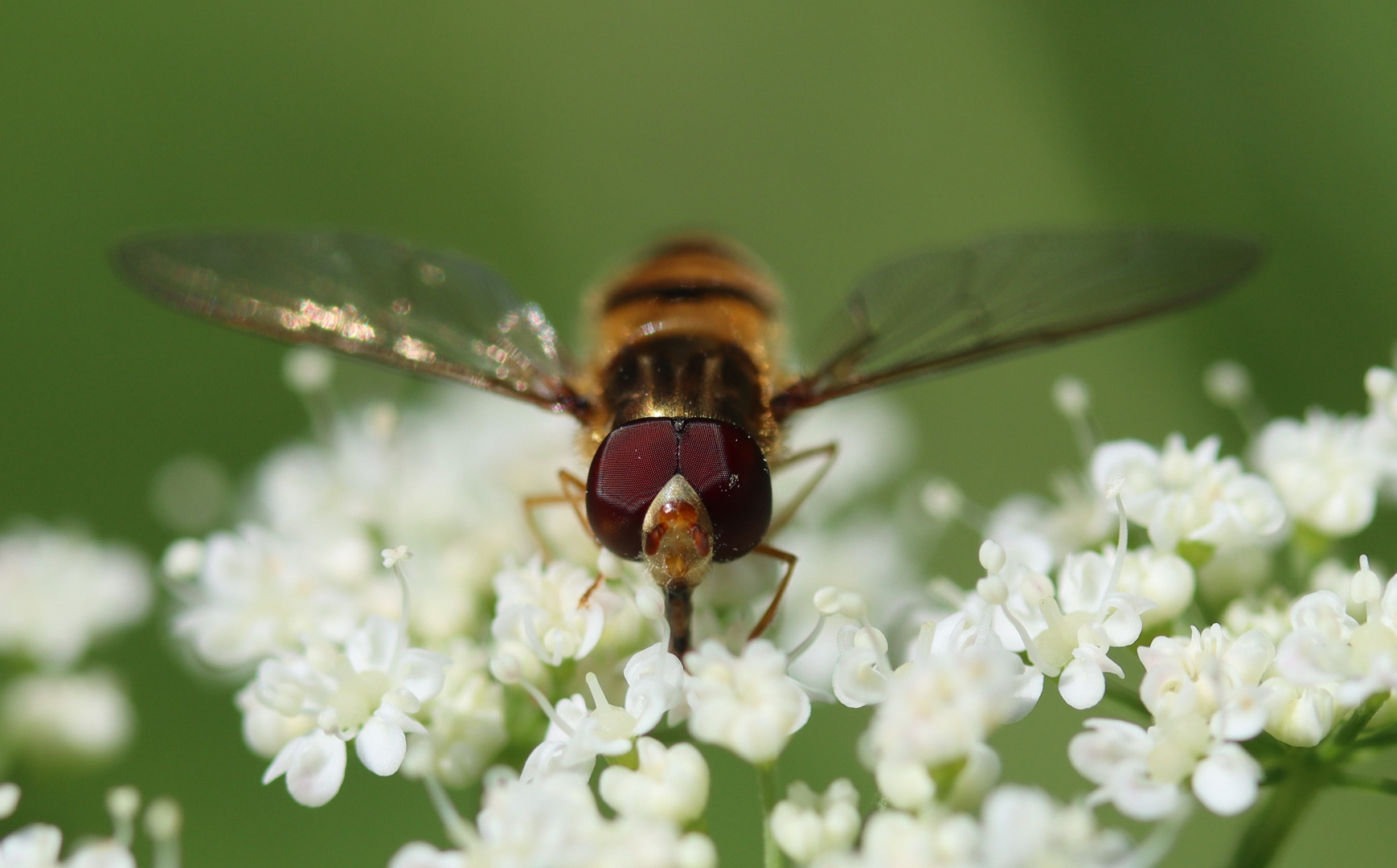 Die fliegenden Augen...