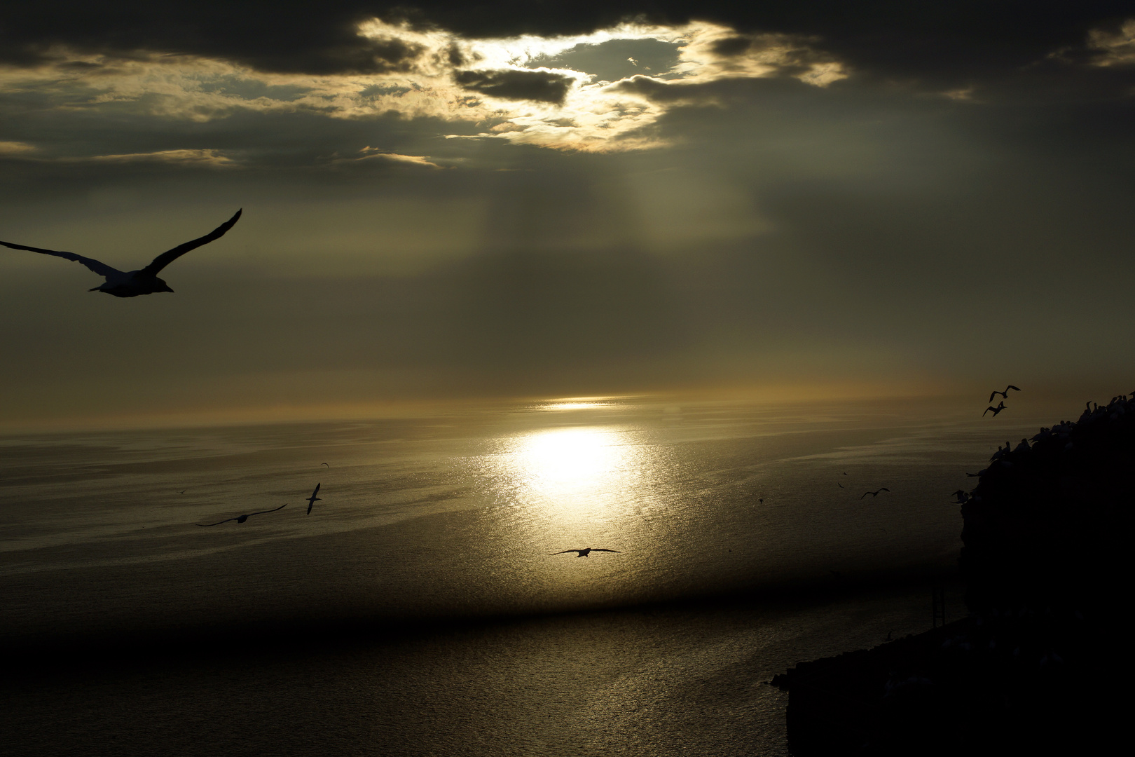 Die fliegenden Basstölpel vor dem Sonnenuntergang