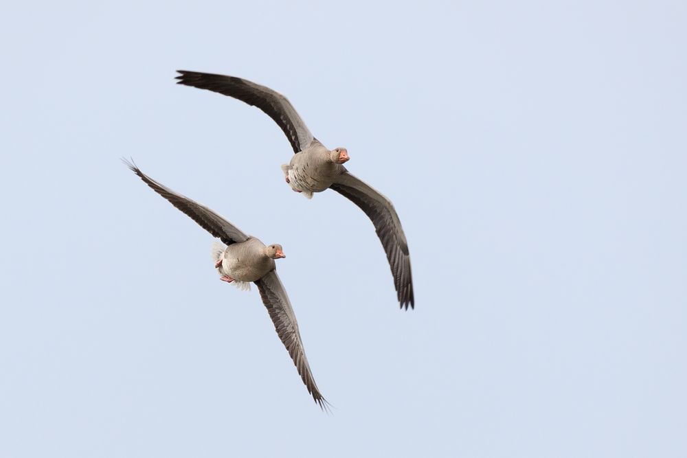 die fliegenden Gänse II