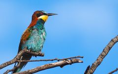 Die fliegenden Juwelen der Algarve