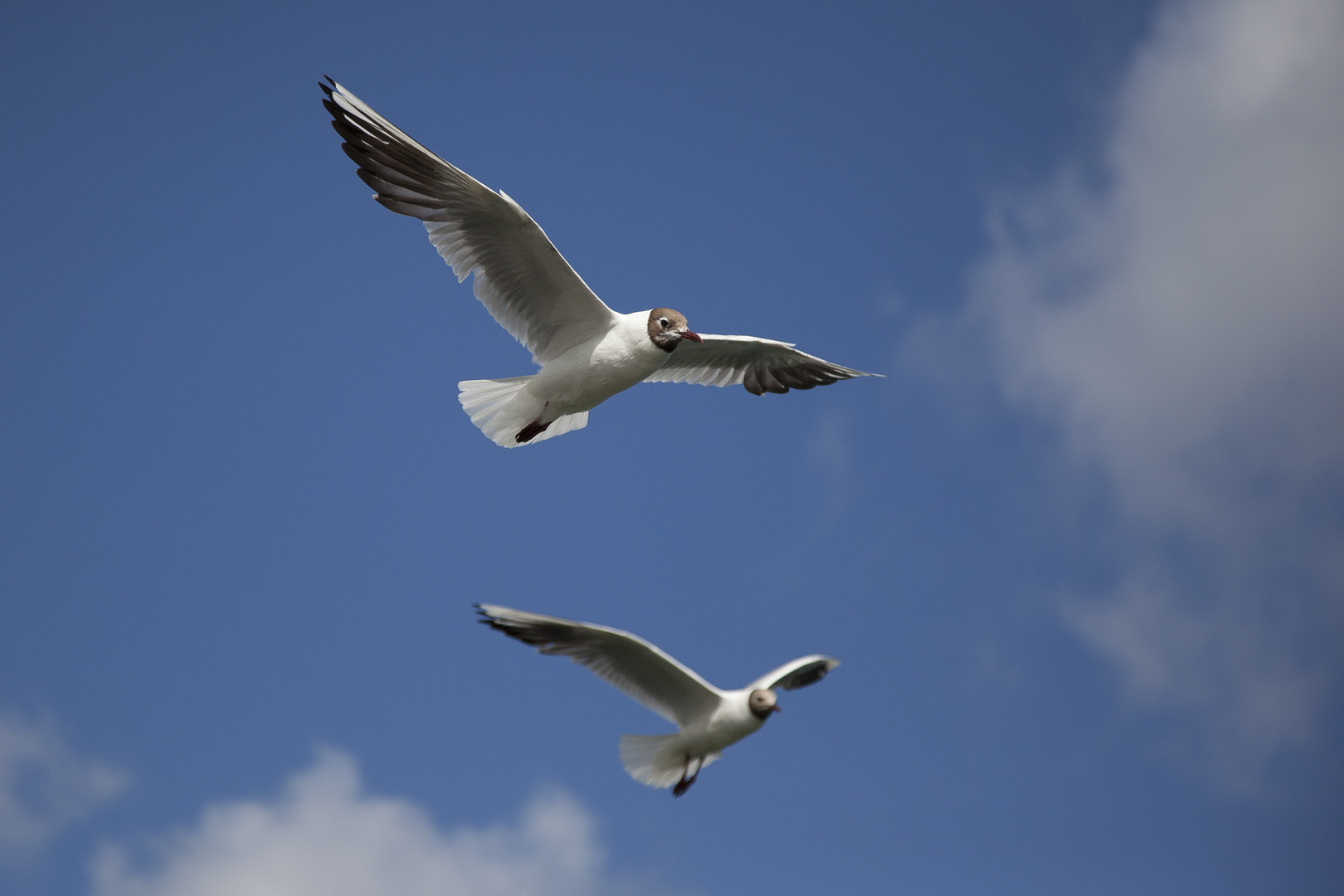 Die Flieger von Binz