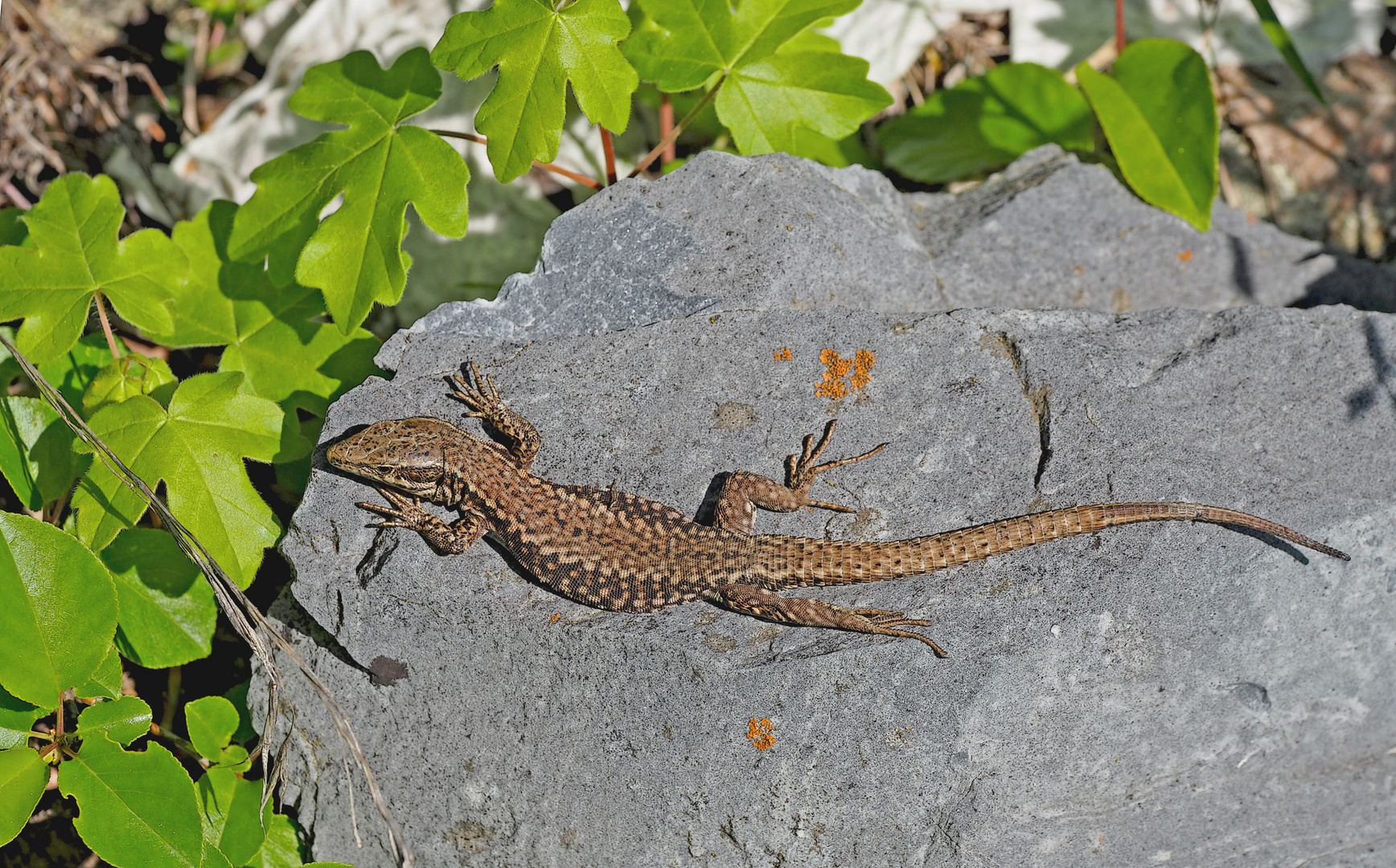 Die flinke Mauereidechse (Podarcis muralis) sonnt sich und wartet auf Insekten ...