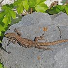 Die flinke Mauereidechse (Podarcis muralis) sonnt sich und wartet auf Insekten ...